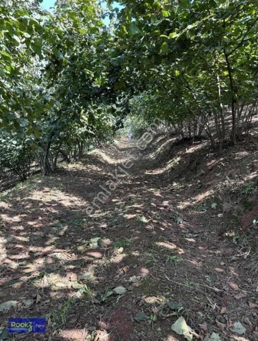 Ferizli Genişletilmiş Osb İçerisinde Yatırımlık Fındıklık — fotoğraf 7