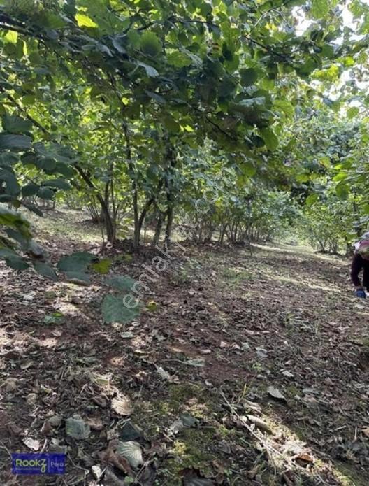 Ferizli Genişletilmiş Osb İçerisinde Yatırımlık Fındıklık — fotoğraf 10