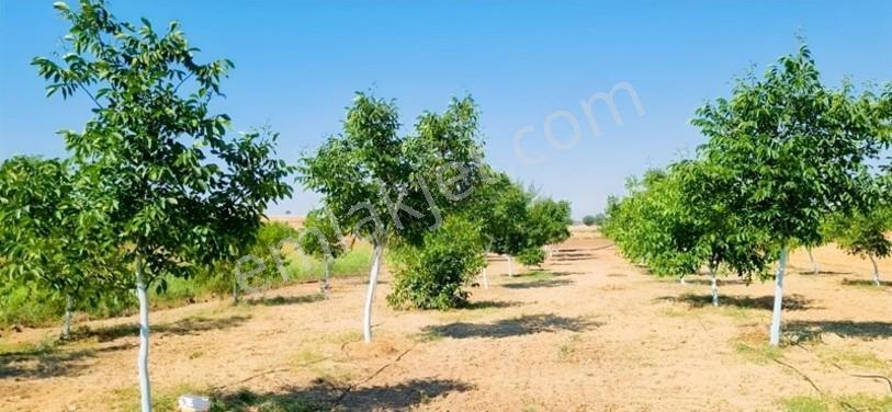 Savaş Emlak'tan Satılık Çeviz Tarlası