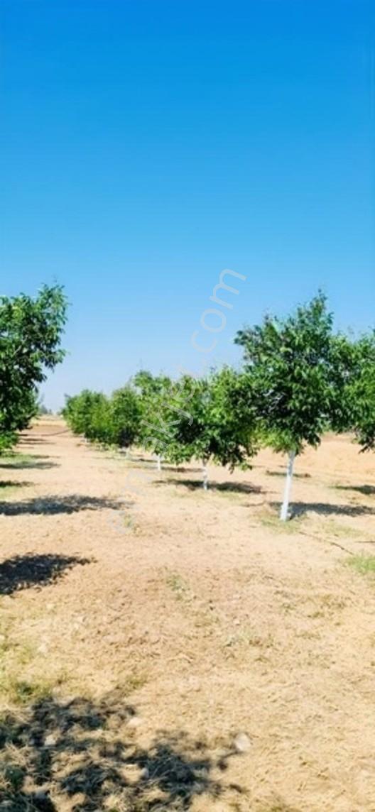 Savaş Emlak'tan Satılık Çeviz Tarlası — fotoğraf 2