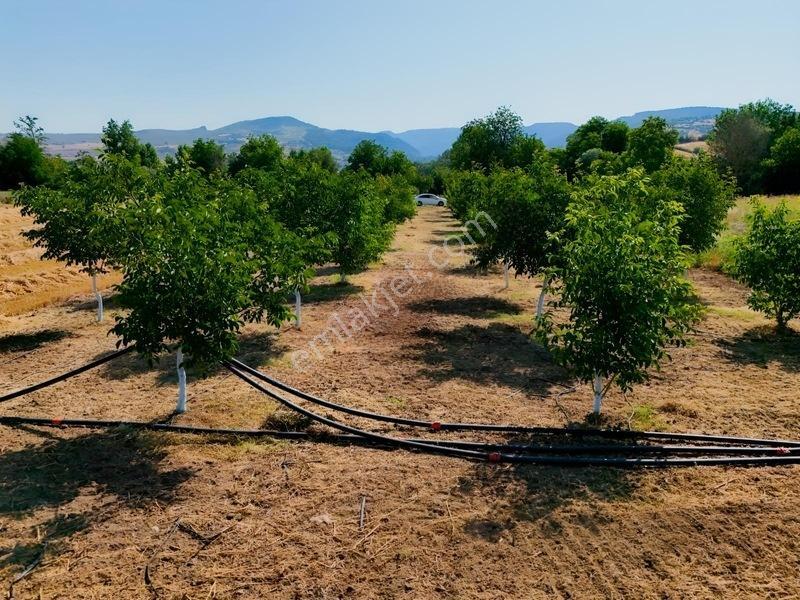Savaş Emlak'tan Satılık Çeviz Tarlası — fotoğraf 7