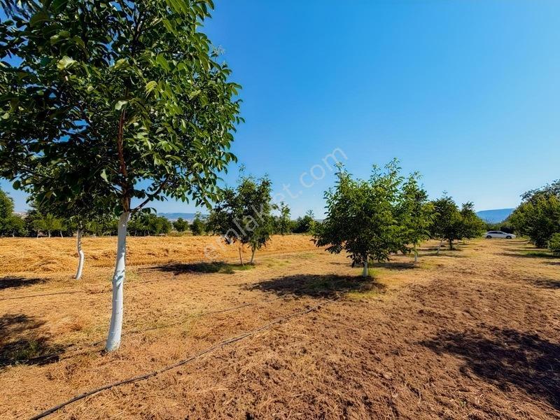 Savaş Emlak'tan Satılık Çeviz Tarlası — fotoğraf 11