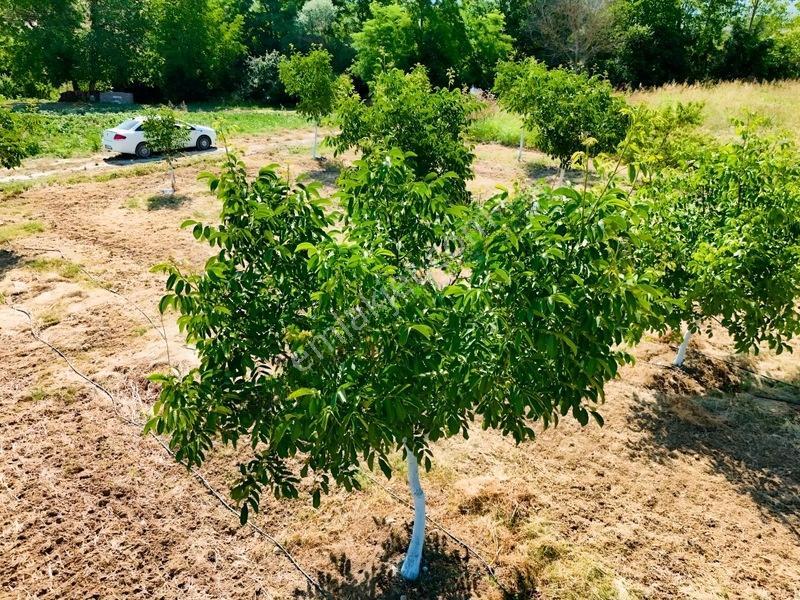 Savaş Emlak'tan Satılık Çeviz Tarlası — fotoğraf 13