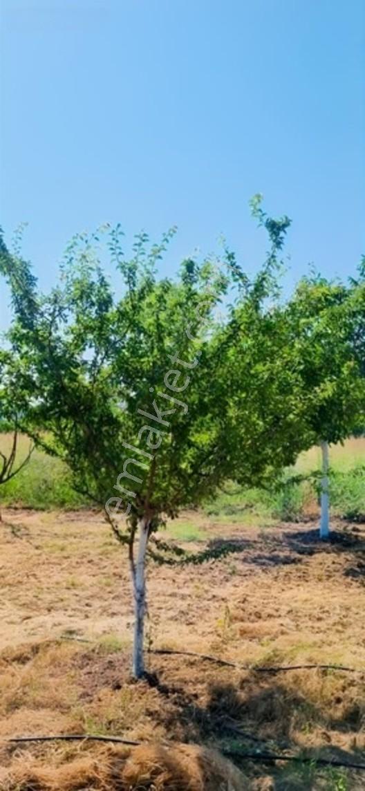 Savaş Emlak'tan Satılık Çeviz Tarlası — fotoğraf 17