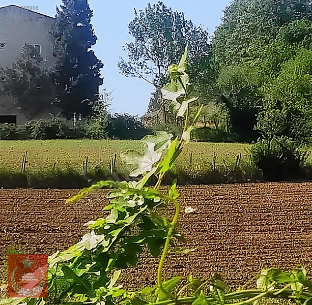Kandıra Kaymaz Aramanda İmarlı Arazi — fotoğraf 12