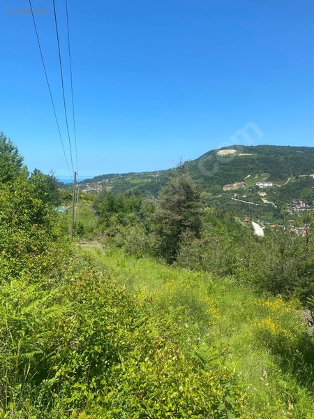 Yine *zeybek'*den Bozkurt Merkez Meteoroloji Tepesinde.5.800.m2 — fotoğraf 12
