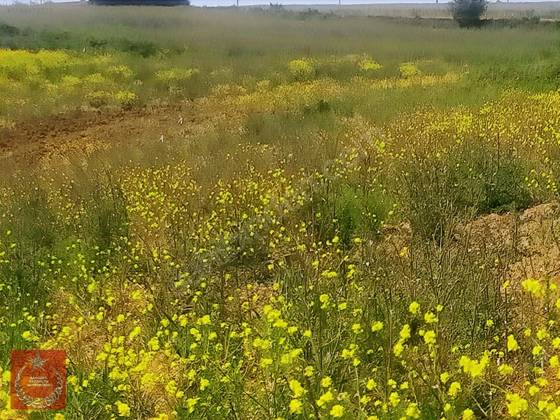 Adapazarı Büyükhatapli Da Yollu Arazi — fotoğraf 17