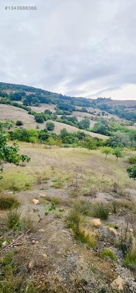Samsun Merkeze 15 Dakika Mesafede Satılık Tarlalar — fotoğraf 5
