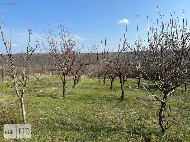 Satılık Meyve Bahçesi — fotoğraf 9
