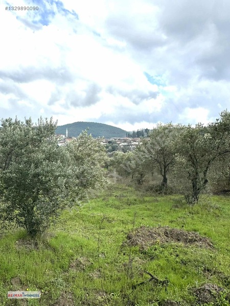 Manisa Akhisar Sabancılar Mahallesinde Satılık Zeytinlik — fotoğraf 2