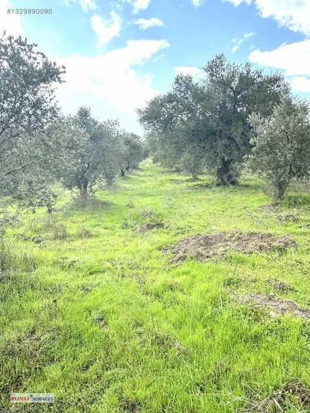 Manisa Akhisar Sabancılar Mahallesinde Satılık Zeytinlik — fotoğraf 3