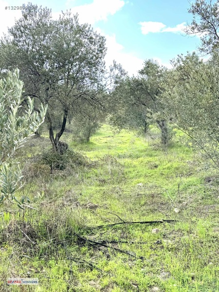 Manisa Akhisar Sabancılar Mahallesinde Satılık Zeytinlik — fotoğraf 4
