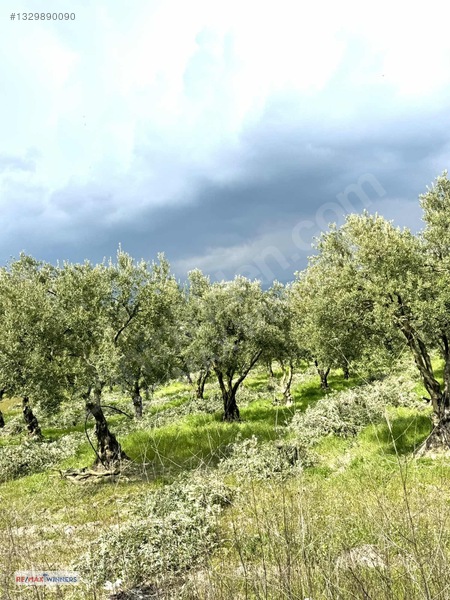 Manisa Akhisar Sabancılar Mahallesinde Satılık Zeytinlik — fotoğraf 5