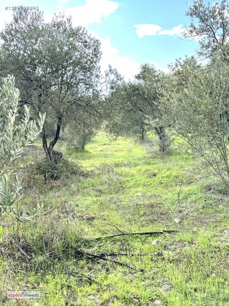 Manisa Akhisar Sabancılar Mahallesinde Satılık Zeytinlik — fotoğraf 6