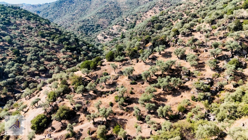 Koçarlı Hacıhamzalarda Satılık Verimli Zeytinlik — fotoğraf 7