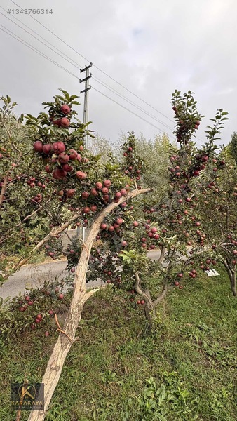 Karakaya Emlak'tan Sahibinden Satılık Bahçe — fotoğraf 14