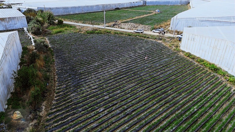 Anamur Fatih Mah. Satılık 14 Dönüm Tarla — fotoğraf 15