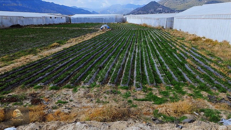Anamur Fatih Mah. Satılık 14 Dönüm Tarla — fotoğraf 20