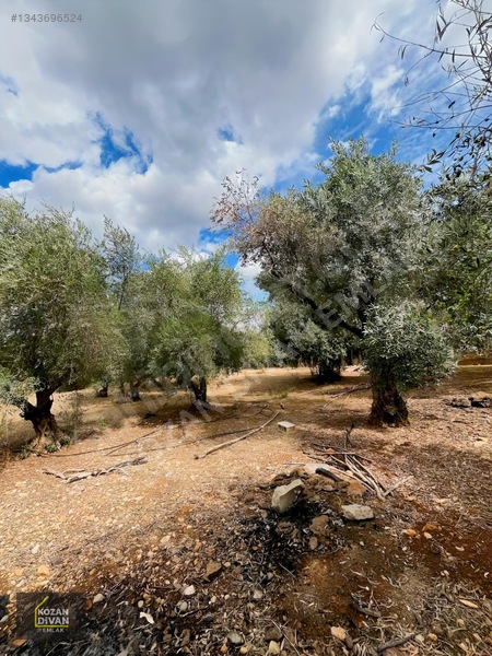 Kozan Divan Emlak'tan Aslanpaşa'da 4 Kata İmarlı Geniş Arsa — fotoğraf 20