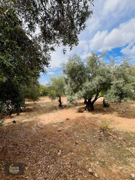 Kozan Divan Emlak'tan Aslanpaşa'da 4 Kata İmarlı Geniş Arsa — fotoğraf 22