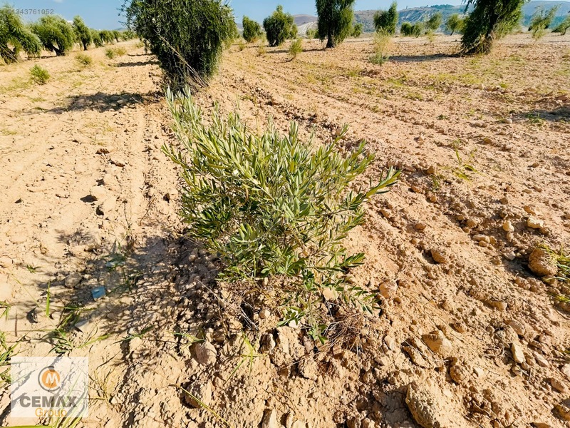 Kiilis Merkez Duruca'da Yol Üstü, Takaslı Satılık ,zeytinlik — fotoğraf 4