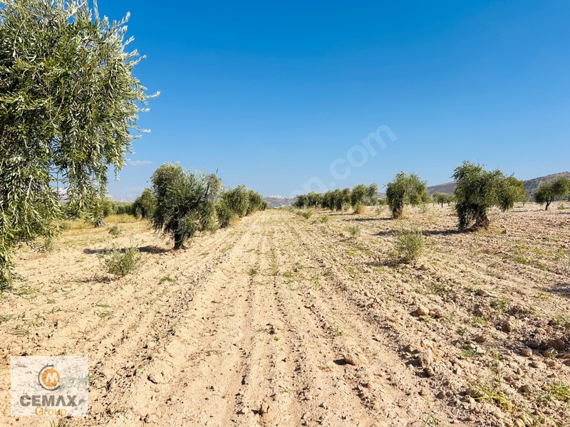 Kiilis Merkez Duruca'da Yol Üstü, Takaslı Satılık ,zeytinlik — fotoğraf 7