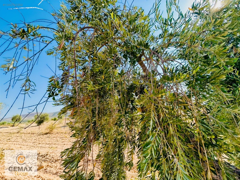 Kiilis Merkez Duruca'da Yol Üstü, Takaslı Satılık ,zeytinlik — fotoğraf 10