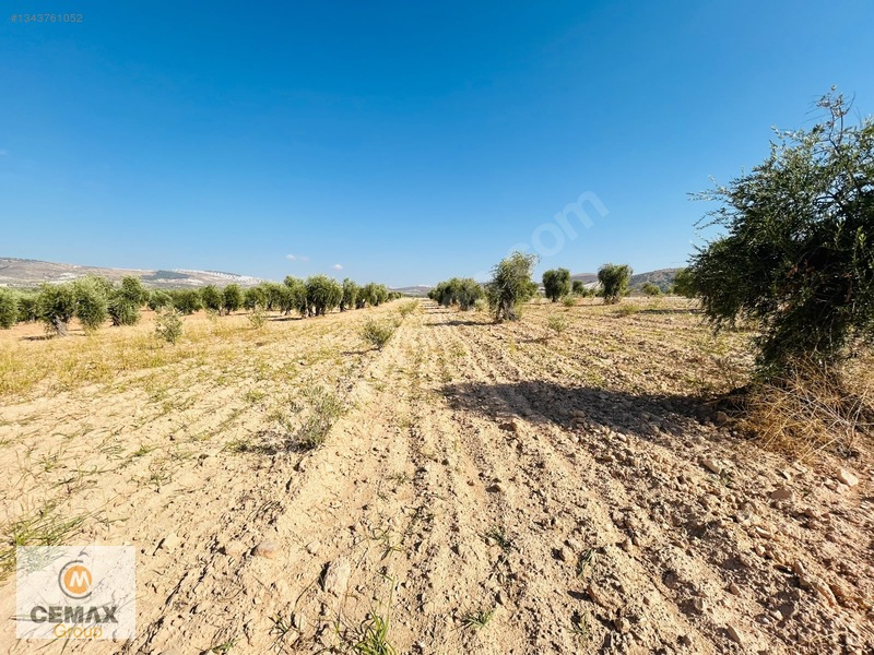 Kiilis Merkez Duruca'da Yol Üstü, Takaslı Satılık ,zeytinlik — fotoğraf 11
