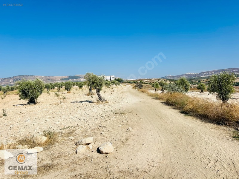 Kiilis Merkez Duruca'da Yol Üstü, Takaslı Satılık ,zeytinlik — fotoğraf 12