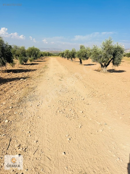 Kiilis Merkez Duruca'da Yol Üstü, Takaslı Satılık ,zeytinlik — fotoğraf 13