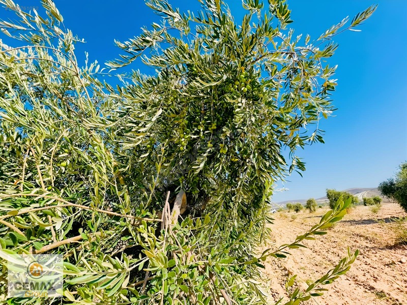 Kiilis Merkez Duruca'da Yol Üstü, Takaslı Satılık ,zeytinlik — fotoğraf 15