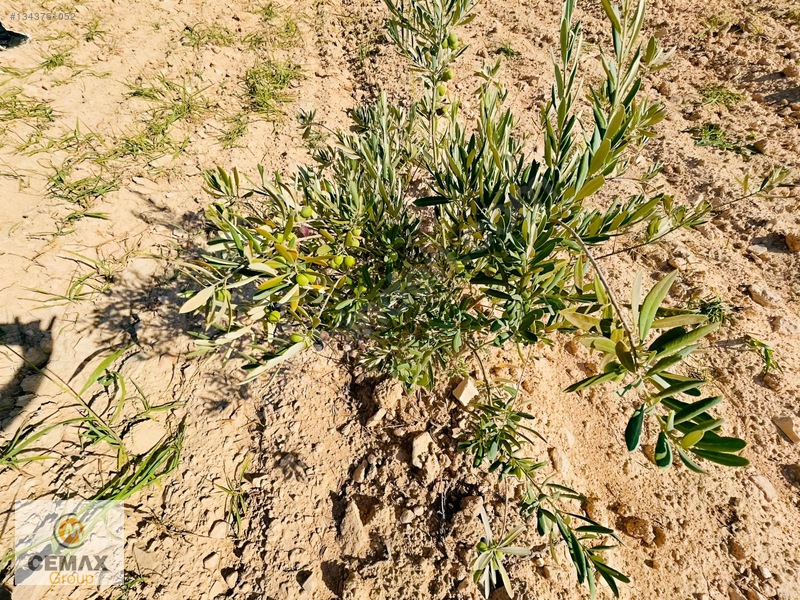 Kiilis Merkez Duruca'da Yol Üstü, Takaslı Satılık ,zeytinlik — fotoğraf 16