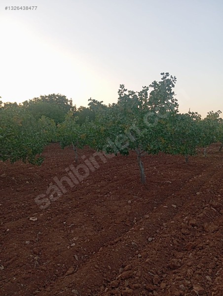 Hamurkesen'de 15 Yaşında 8 Dönüm Ana Caddeye Sifir Fıstıklık