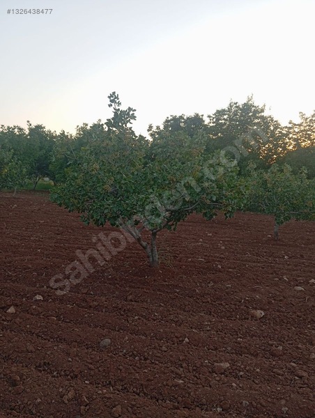 Hamurkesen'de 15 Yaşında 8 Dönüm Ana Caddeye Sifir Fıstıklık — fotoğraf 2