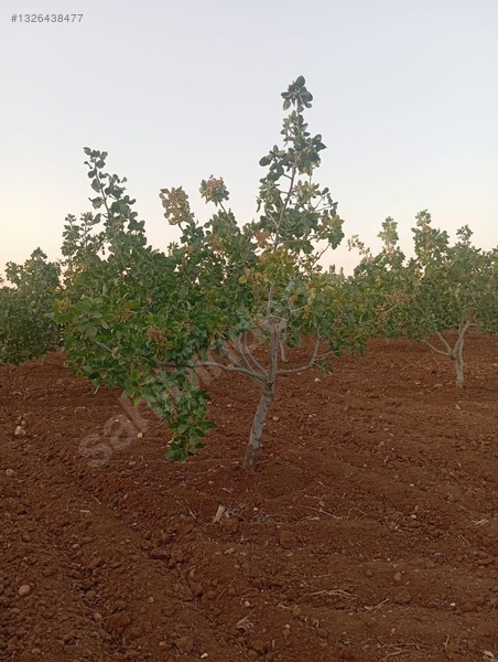 Hamurkesen'de 15 Yaşında 8 Dönüm Ana Caddeye Sifir Fıstıklık — fotoğraf 3