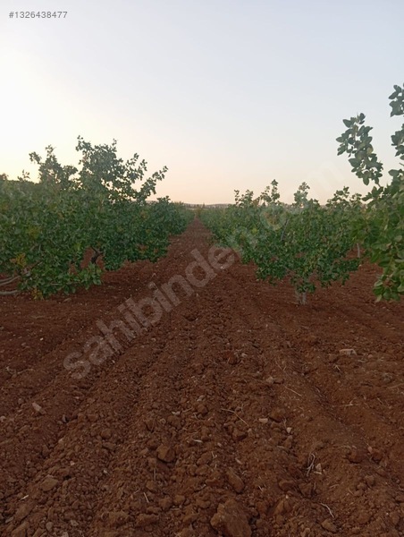 Hamurkesen'de 15 Yaşında 8 Dönüm Ana Caddeye Sifir Fıstıklık — fotoğraf 4