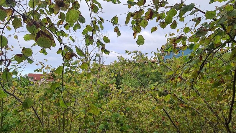 Zeybek*den 4.239.m2 Satilik Findik.bahcesi İnebolu Yaztepe Köyü — fotoğraf 6