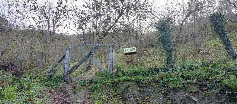 Zeybek*den 4.239.m2 Satilik Findik.bahcesi İnebolu Yaztepe Köyü — fotoğraf 7