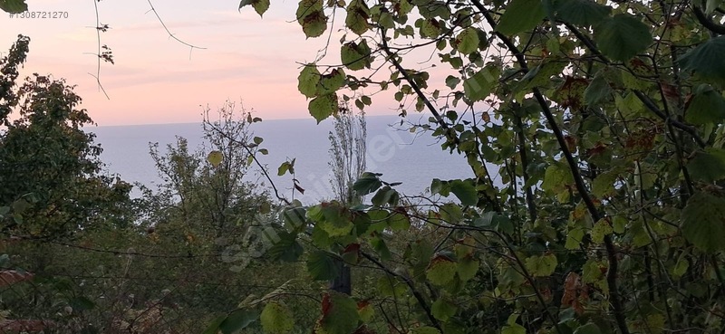 Zeybek*den 4.239.m2 Satilik Findik.bahcesi İnebolu Yaztepe Köyü — fotoğraf 8