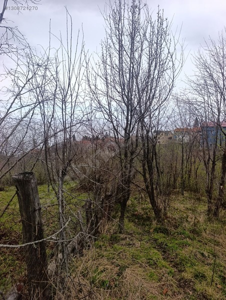 Zeybek*den 4.239.m2 Satilik Findik.bahcesi İnebolu Yaztepe Köyü — fotoğraf 10