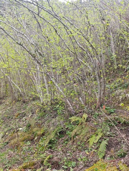 Zeybek*den 4.239.m2 Satilik Findik.bahcesi İnebolu Yaztepe Köyü — fotoğraf 12