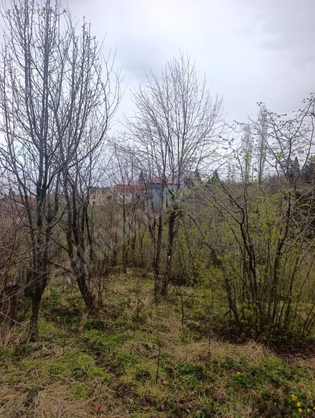 Zeybek*den 4.239.m2 Satilik Findik.bahcesi İnebolu Yaztepe Köyü — fotoğraf 13