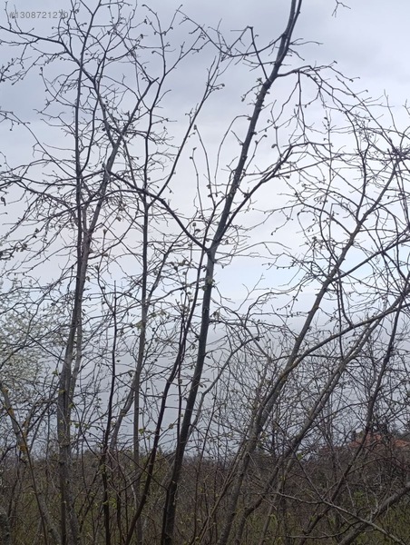 Zeybek*den 4.239.m2 Satilik Findik.bahcesi İnebolu Yaztepe Köyü — fotoğraf 14