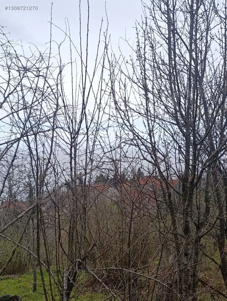 Zeybek*den 4.239.m2 Satilik Findik.bahcesi İnebolu Yaztepe Köyü — fotoğraf 15