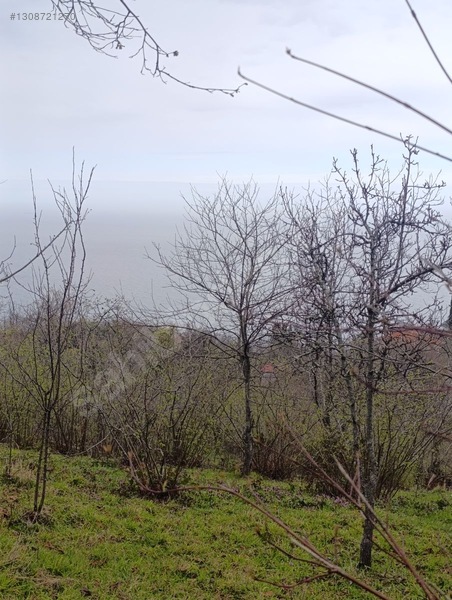 Zeybek*den 4.239.m2 Satilik Findik.bahcesi İnebolu Yaztepe Köyü — fotoğraf 16
