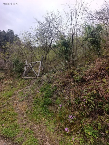 Zeybek*den 4.239.m2 Satilik Findik.bahcesi İnebolu Yaztepe Köyü — fotoğraf 21