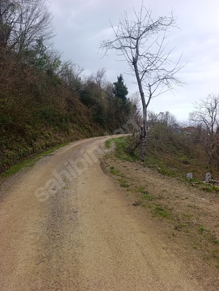 Zeybek*den 4.239.m2 Satilik Findik.bahcesi İnebolu Yaztepe Köyü — fotoğraf 22