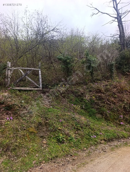 Zeybek*den 4.239.m2 Satilik Findik.bahcesi İnebolu Yaztepe Köyü — fotoğraf 23