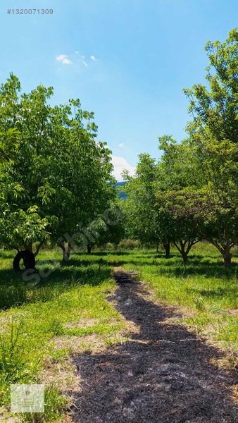 Yeşilyurt'ta 548m2 Yolu Olan Yerleşime Çok Yakın Tarla — fotoğraf 3