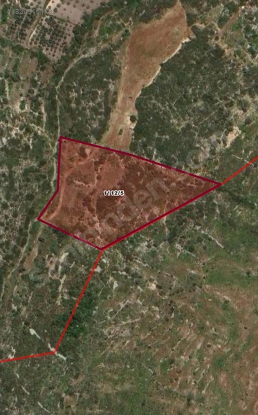 Çeşme Reisdere'De 21.786 M² Zeytinlik Satılık Tarla